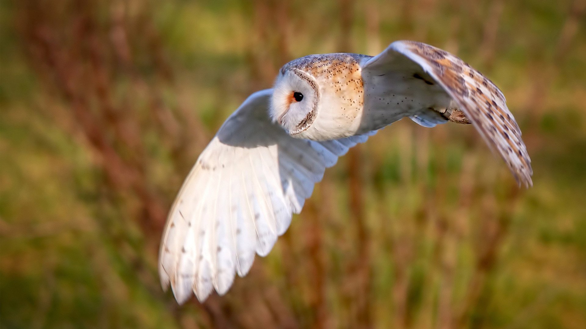 九游-奥运精神延续，欧冠中的体育精神与斗志，什么是奥运冠军精神